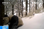 四川：红外相机拍到我国首只放归野外雌性大熊猫“张想”