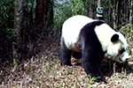 欧尼卡红外相机AM-999V在四川马边拍到大熊猫标记领地
