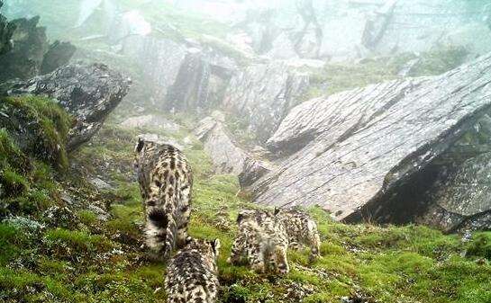 四川首次拍到四只雪豹同框画面 红外相机记录一家四口