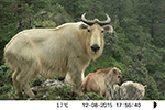 红外相机在国家级自然保护区 拍到大批珍稀动物