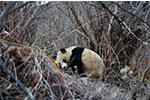 四姑娘山启动大中型哺乳动物红外相机观测项目