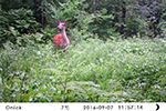长白山保护区布设百台OnickAM-999红外相机监测野生动物多样性