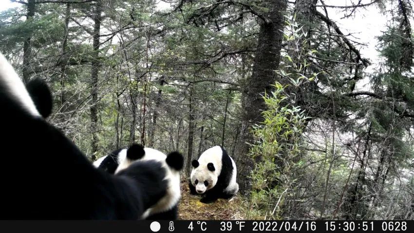 是你能看的！红外相机拍到大熊猫求偶瞬间
